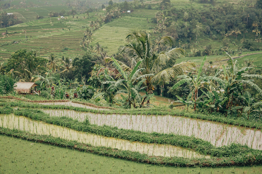 rice terraces in Ubud, Bali